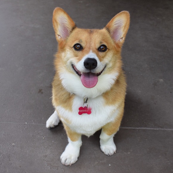 Meet your Posher, Derek - Picture 1 of 1